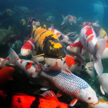Propond All Seasons M